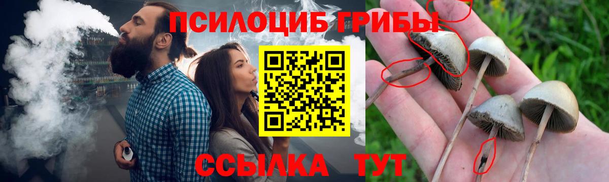 Курчатов  Псилоцибиновые грибы прущие грибы  Вход с VPN 